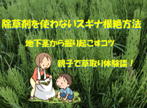 除草剤を使わないスギナ根絶方法とは？地下茎から掘り起こすコツや親子で草取りした体験談も！のイメージ画像